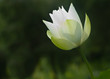 White Lotus
