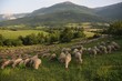 Troupeau de moutons en Provence