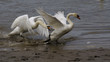 Swans fighting