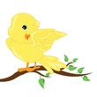 Baby bird
