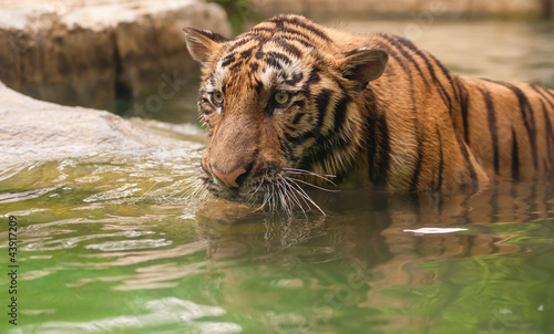 Photo: tiger in river tiger in river