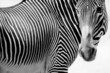 Foto: Zebras Zebras