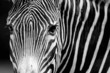Foto: Zebras Zebras