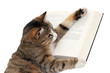Foto: cute little cat reading a book cute little cat reading a book