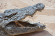Krokodil