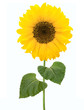 Foto: Sonnenblume Sonnenblume