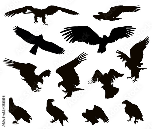 Vector: Hunting eagle detailedsilhouettes set. Vector Hunting eagle detailedsilhouettes set. Vector