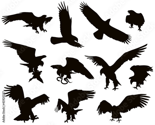 Vector: Hunting eagle detailedsilhouettes set. Vector Hunting eagle detailedsilhouettes set. Vector