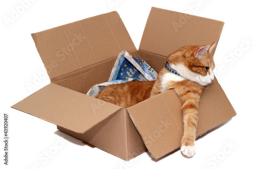 Photo: relaxed tomcat in removal box relaxed tomcat in removal box
