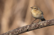 Small bird on a tree branch
