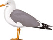 Vector: gabbiano gabbiano