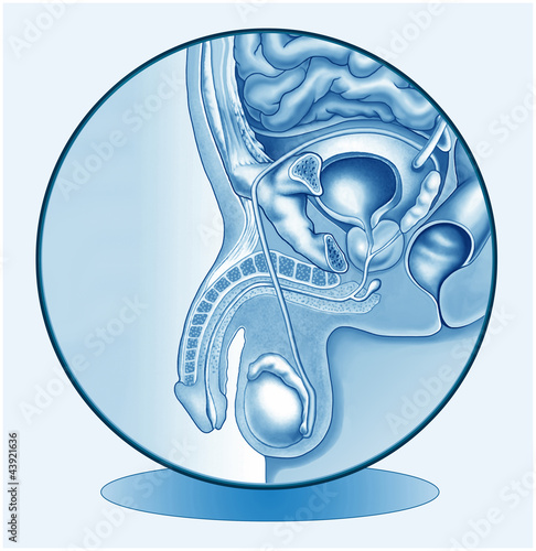 Illustration: Männliche Geschlechtsorgane.Penis.Symbolgrafik Männliche Geschlechtsorgane.Penis.Symbolgrafik