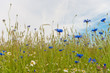 Photo: blue cornflowers blue cornflowers