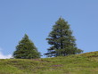 Deux mélèzes là-haut.