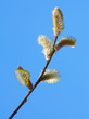 willow branch
