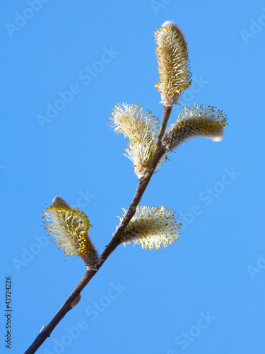 Photo: willow branch willow branch