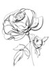 a sketch of rose on a white background