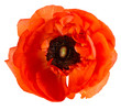 beautiful red single flower head