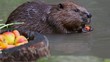 Castoro - Beaver - Castor Fiber earting a carrot