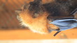 Rousettus aegyptiacus. A family of bats. Night fliers