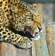 Leopard portrait