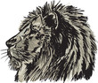 Vector: Sketch of a big male African lion. Vector illustration Sketch of a big male African lion. Vector illustration