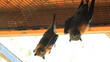 Rousettus aegyptiacus. A family of bats. Night fliers