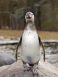Whole body of Humboldt penguin - Spheniscus Humboldti
