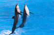 Dauphins dansant