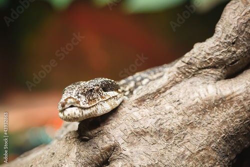 Photo: Snake with copyspace Snake with copyspace
