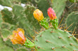 prickly pear cactus