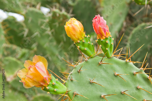 Photo: prickly pear cactus prickly pear cactus