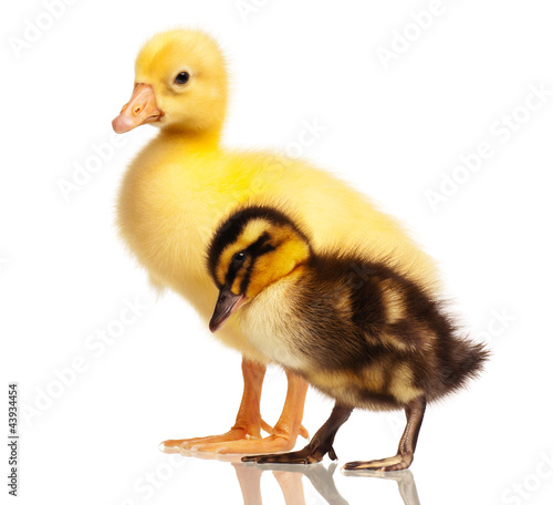 Foto: Domestic duckling and gosling Domestic duckling and gosling