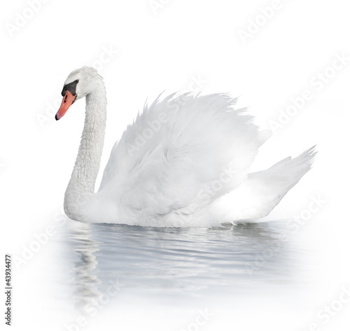 Photo: White Swan White Swan
