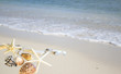 collection of shells on the shore
