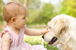 Baby Girl In Summer Dress Sitting In Field Petting Family Dog