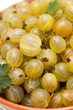 gooseberry background