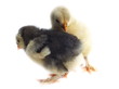 Foto: seven day old chicken chicks, white background seven day old chicken chicks, white background