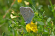 Foto: Azuré des coronilles Azuré des coronilles