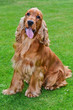 Cocker spaniel dog portrait
