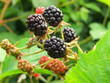 Foto: blackberry plantation blackberry plantation
