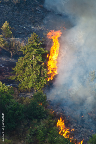 Photo: Incendio, alberi in fiamme Incendio, alberi in fiamme