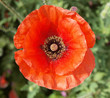 Poppy flower