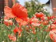 Poppy field