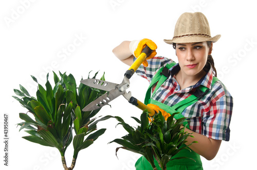 Photo: Woman gardener trimming plans on white Woman gardener trimming plans on white