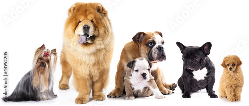 Photo: Group of dogs in front of white background Group of dogs in front of white background