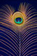 Peacock feather