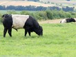 Belted Galloways am Dörnberg