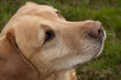 Porträt Labrador