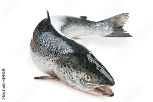 Photo: Whole salmon Whole salmon